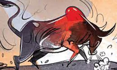 जौनपुर/जलालपुर, छुट्टे सांड के हमले से वृद्ध किसान कि हुई मौत