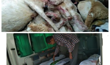 चंदवक जौनपुर/ ट्रक के चपेट में आने से अस्सी भेड़ समेत दो भेड चरवाहा की दर्दनाक मौत