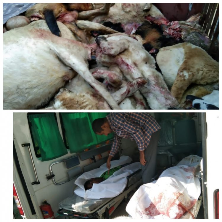 चंदवक जौनपुर/ ट्रक के चपेट में आने से अस्सी भेड़ समेत दो भेड चरवाहा की दर्दनाक मौत