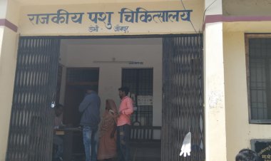 चंदवक,डॉक्टरों की बड़ी लापरवाही,यह मामला राजकीय पशु चिकित्सालय डोभी का है...