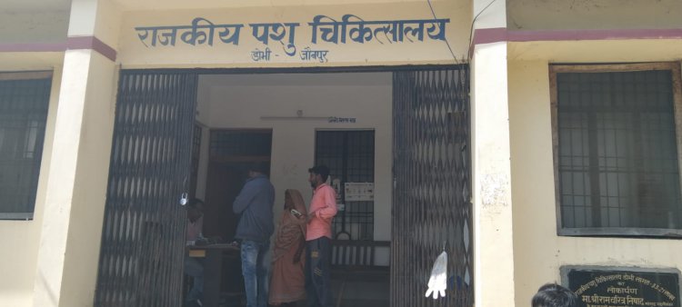 चंदवक,डॉक्टरों की बड़ी लापरवाही,यह मामला राजकीय पशु चिकित्सालय डोभी का है...