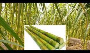 महंगे दाम पर गन्ने का बीज खरीदने पर मजबूर ,किसान