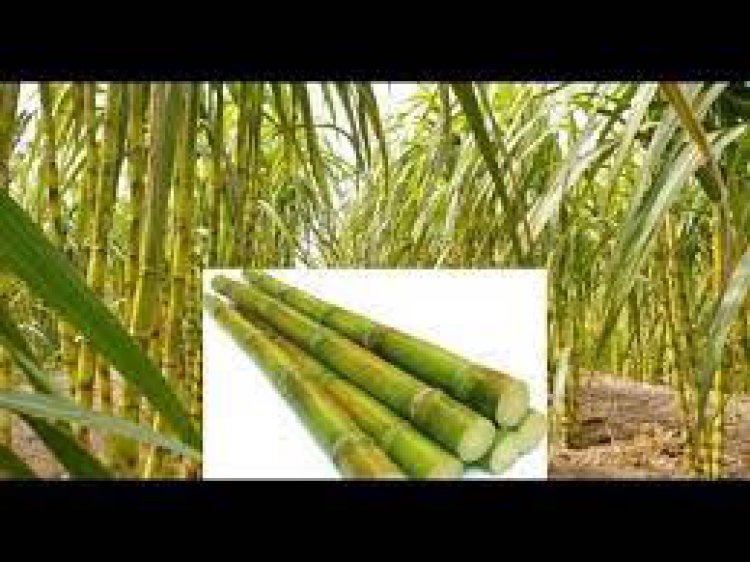 महंगे दाम पर गन्ने का बीज खरीदने पर मजबूर ,किसान