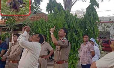 कार्रवाई न होने से युवती थाने में पेड़ पर चढ़ी …