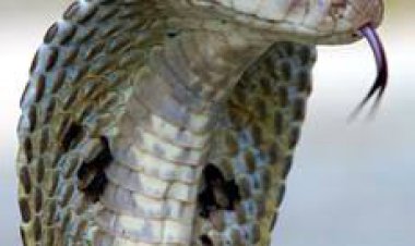 जहरीला सर्प काटने से विवाहिता की मौत