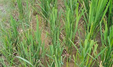 आवारा पशुओं से किसान त्रस्त, अवारा पशुओं के वजह से किसानो में आए दिन होती है गाली गलौज