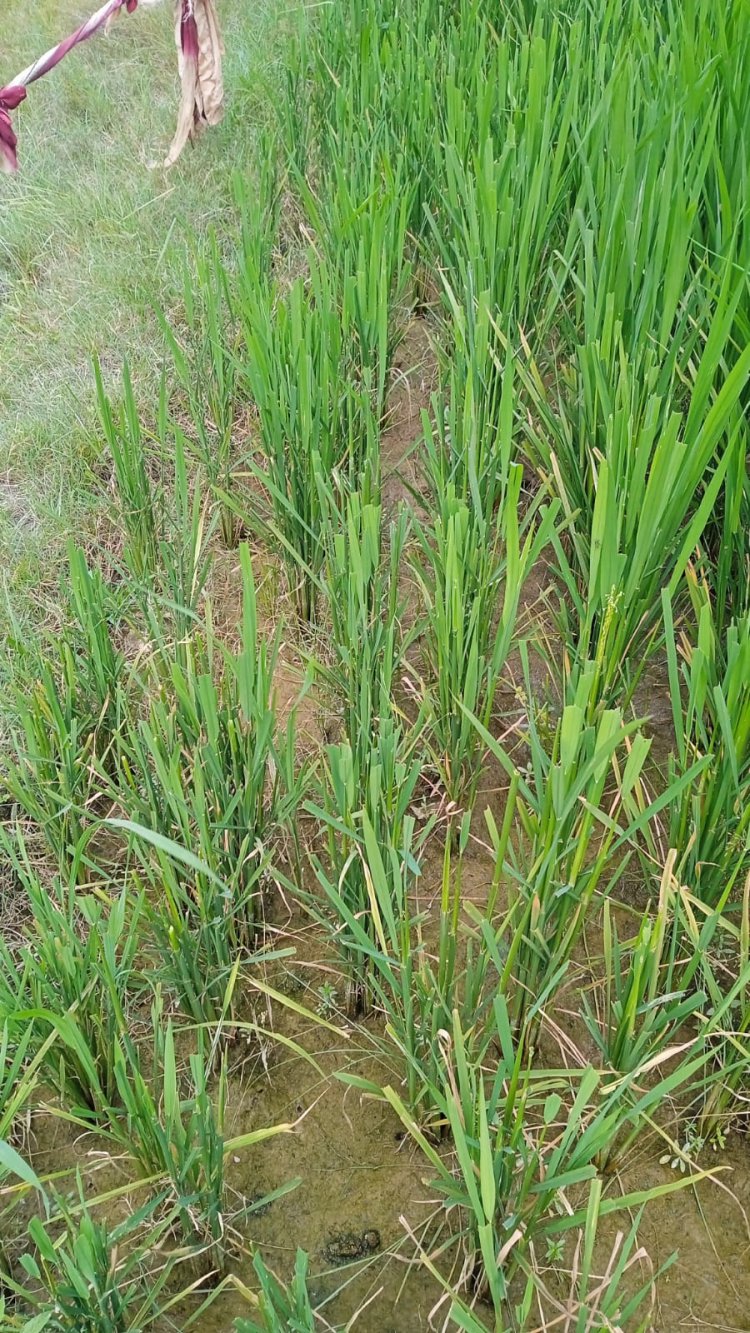 आवारा पशुओं से किसान त्रस्त, अवारा पशुओं के वजह से किसानो में आए दिन होती है गाली गलौज