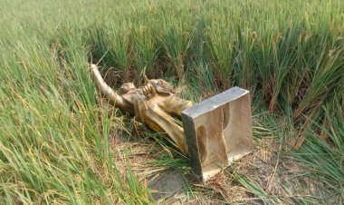 डॉ भीमराव अम्बेडकर कि प्रतिमा को  तहस नहस कर फेका धान के खेत में , पुलिस जाँच में जुटी