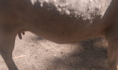 लंपी रोग से पशुपालक में दहशत