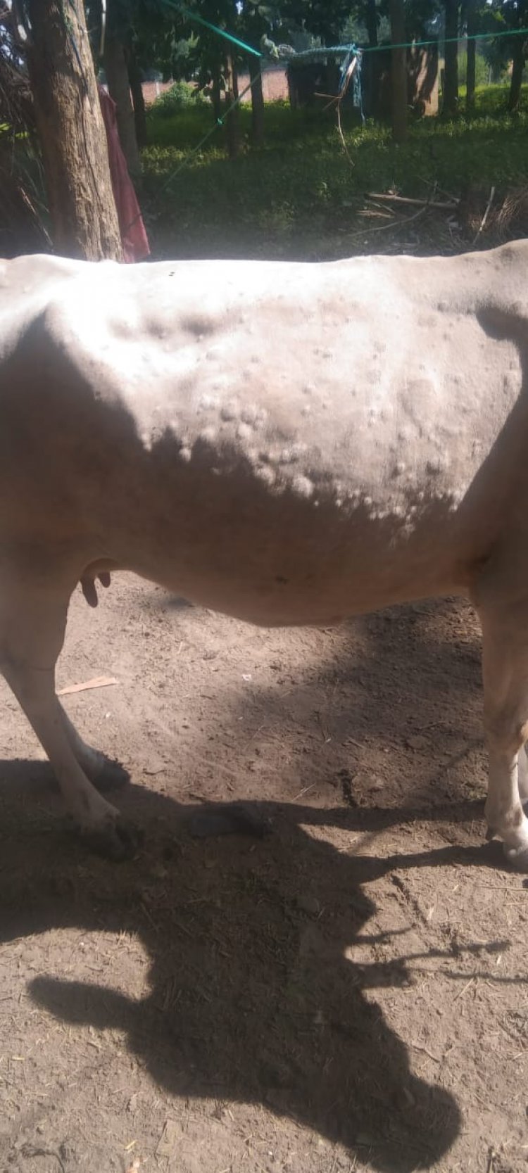 लंपी रोग से पशुपालक में दहशत