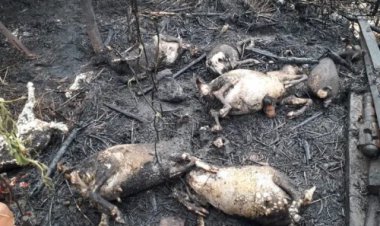 झोपड़ी में लगी आग, सातबकरियां जली, मौत