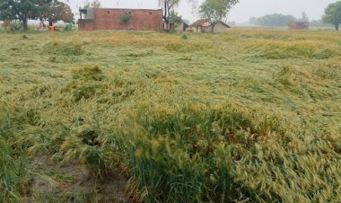 बेमौसम बारिश ने मचाया तहलका, किसानो कि उम्मीदों पर फिरा पानी