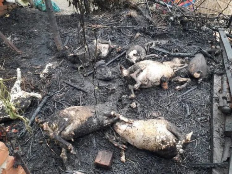 झोपड़ी में लगी आग, सातबकरियां जली, मौत