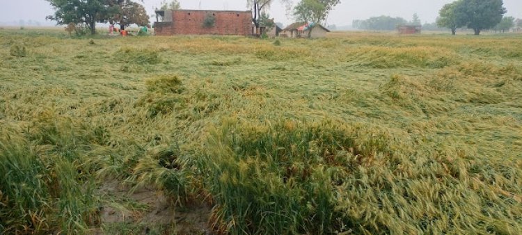 बेमौसम बारिश ने मचाया तहलका, किसानो कि उम्मीदों पर फिरा पानी