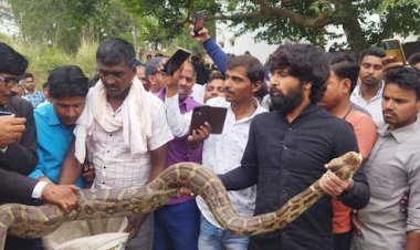 हरईपुर में विशालकाय अजगर निकलने से मचा हड़कम्प