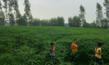 ढैंचा की खेती को लेकर बढ़ा उत्साह, भूमि की उर्वरा शक्ति बढ़ाएं