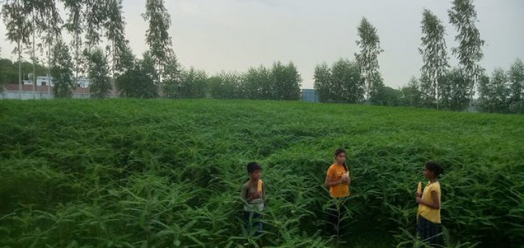 ढैंचा की खेती को लेकर बढ़ा उत्साह, भूमि की उर्वरा शक्ति बढ़ाएं