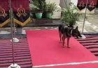 डॉग स्क्वायड में शामिल हुई 'जोरा', अब अपराधियों पर कसेगा शिकंजा
